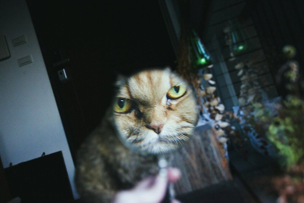 Grumpy_orange_cat_through_a_magnifying_glass_2