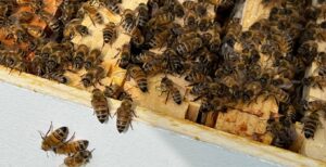 Bees in a hive box (Lonny Goldsmith/TC Jewfolk).