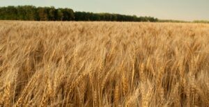Farm field at Blackwater National Wildlife Refuge, Maryland (Creative Commons Photo/US Fish and Wildlife Service/Flickr)